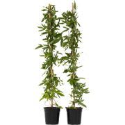 Passiebloem - Set van 2 - Passiflora 'Victoria' - Hoogte 110-120cm - ?...