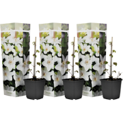 Bosrank - Set van 3 - Clematis hybrid 'Mme Le Coultre' - Hoogte 25-40c...