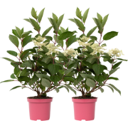 Pluimhortensia - Set van 2 - Hydrangea 'Early Harry' - Hoogte 25-40cm ...