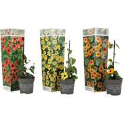 Tropische klimplant - Set van 3 - Thunbergia alata - Hoogte 25-40cm - ...