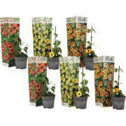 Tropische klimplant - Set van 6 - Thunbergia alata - Hoogte 25-40cm - ...