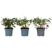 Bellenplant - Set van 3 - Fuchsia magellanica - Hoogte 10-20cm - ?9cm
