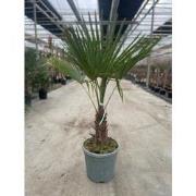 Trachycarpus Fortunei 15 liter pot