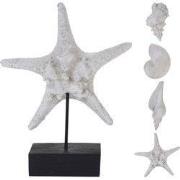 Schelp en zeester polystone