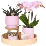 Kolibri Orchids | Gift set Pasen Big | Groene plant met roze Phalaenop...