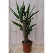 Kamerplant Yucca 60 cm