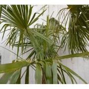 Winterharde Palmboom Trachycarpus Fortunei stamhoogte 100 cm en hoogte...
