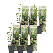 Toscaanse jasmijn - Set van 6 - Trachelospermum jasm. - Hoogte 25-40cm...