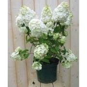Pluim Hortensia Hydrangea Wit
