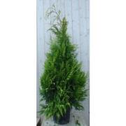 Conifeer Stardust 150 cm