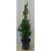 Conifeer Thuja Smaragd 90 cm