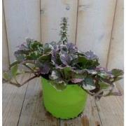 3 stuks! Zenegroen Ajuga bont