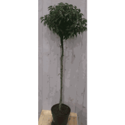 Prunus Angustifolia stam 120 cm diameter 40 cm hoogte 180 cm