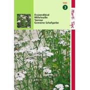 2 stuks - Duizendblad
