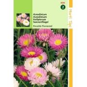 2 stuks - Acroclinium Helipterum Roseum Dubbelbl. Gemengd