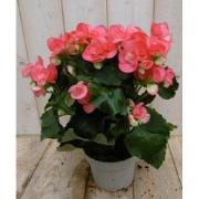 Kamerplant Begonia dubbelbloemig roze