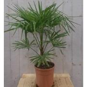 Winterharde Palmboom Trachycarpus Fortunei stamhoogte 20 cm en hoogte ...