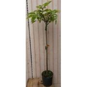 Catalpa bungei 150 cm