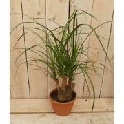 Kamerplant Beaucarnea recuvata gedeelde stam 30 cm