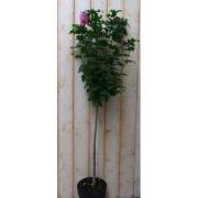 Hibiscus op stam Roze 100 cm