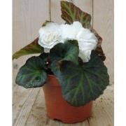 3 stuks! Knolbegonia wit