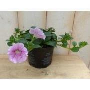 3 stuks! Petunia roze