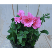 3 stuks! Hanggeranium roze
