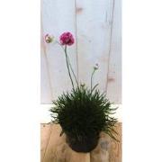 3 stuks! Engels gras roze