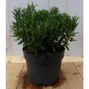 Dopheide Lavendel heide groen blad vaste plant wintergroen