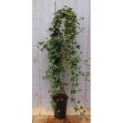Hedera klimop 80 cm groenblijvend witbont