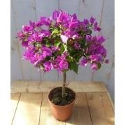 Bougainvillea roze op stam 70 cm