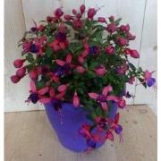 Fuchsia in grote pot donker roze varianten