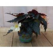 3 stuks! Hangbegonia eenjarige plant licht wit- roze achtig