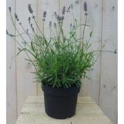 Lavendel GROOT
