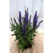 5 stuks - Salvia blauw