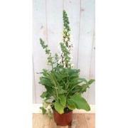 2 stuks - Vingerhoedskruid wit 40 cm Warentuin