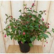 Fuchsia Donker-roze