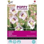 3 stuks - Poppies of the world papaver blauwmaanzaad
