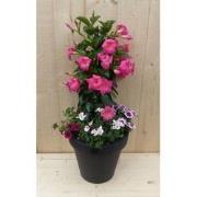 Plastic plantenbak antraciet Dipladenia Mandevilla Sundaville roze met...