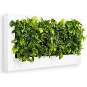 Levende Plantenschilderij LivePicture 4 Wit 192 x 72 x 7 cm incl. plan...