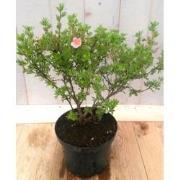 Potentilla roze