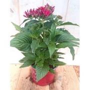 3 stuks! Pentas eenjarig rood