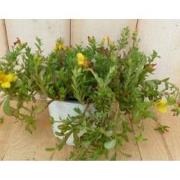 3 stuks! Portulaca eenjarig geel