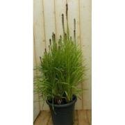 Kattenstaar Liatris wit