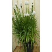 Kattenstaar Liatris roze