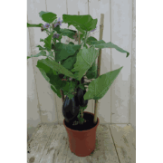 Aubergineplant GROOT