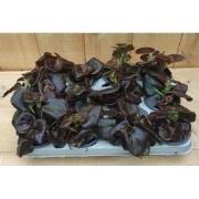 Begonia's per bak 12 stuks wit