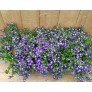 Campanula Blue star 8 potjes per tray