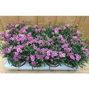 Dianthus Anjer Pink Kisses 8 potjes per tray