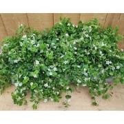 Bacopa 10 potjes per tray kleur wit